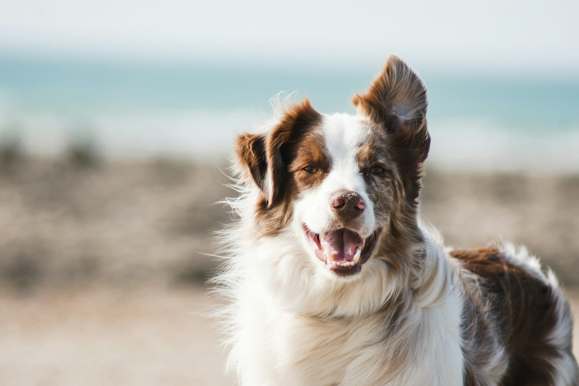 Happy dog in warm lighting